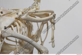 Photo Textures of Hen Skeleton